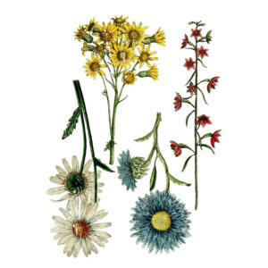 Wildflower Botanicals 24x33 Decor Transfer